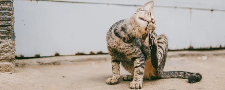 Guía Definitiva para Eliminar Pulgas en Gatos: Remedios Efectivos y Seguros