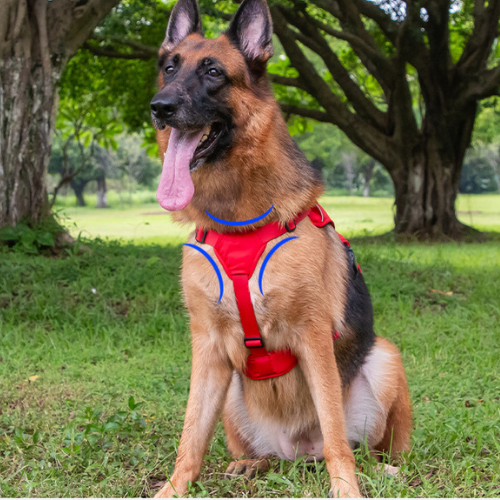 Arnes XMAX de tracción para perros