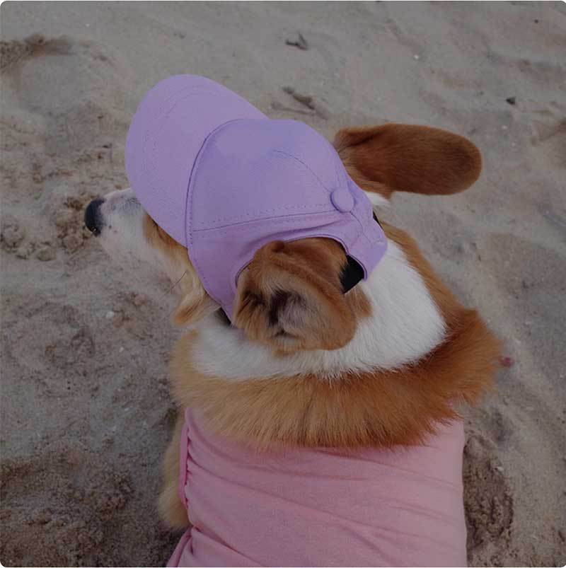 Sombreros para perros Cachorro de perro pequeño