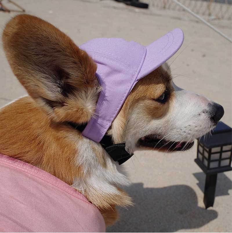 Sombreros para perros Cachorro de perro pequeño