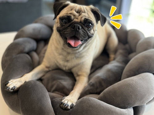 CAMA DELICIA PARA MASCOTAS